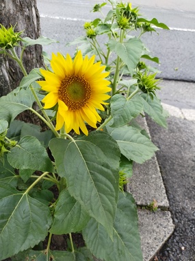 IMG20200711132919.jpg