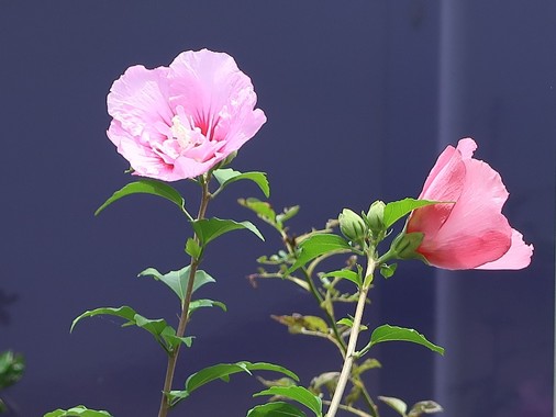 花-20200715-1.jpg