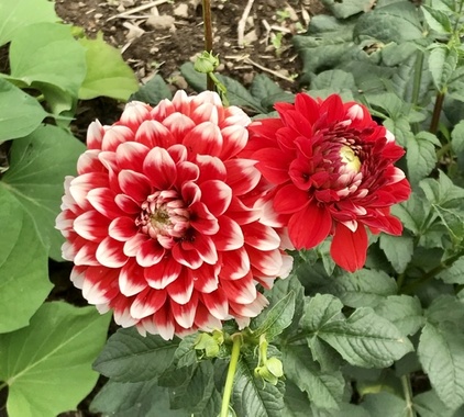 1C5CD0D5-CBE8-433D-86AE-7C9B915D9663.jpeg