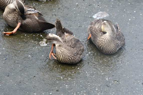 カルガモ親子4_.jpg