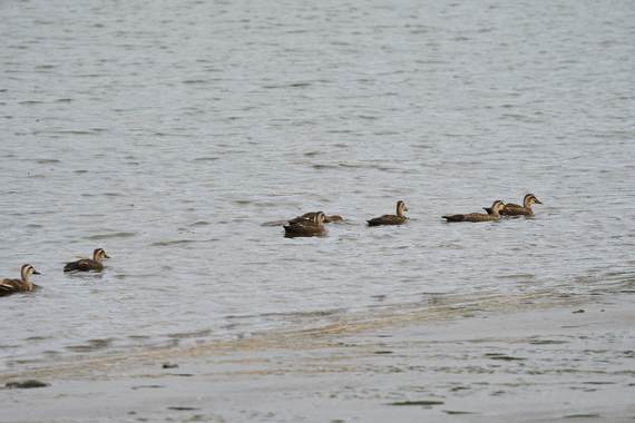 カルガモ親子23_.jpg