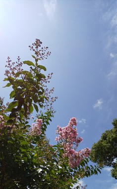 IMG_20200718_141226.jpg
