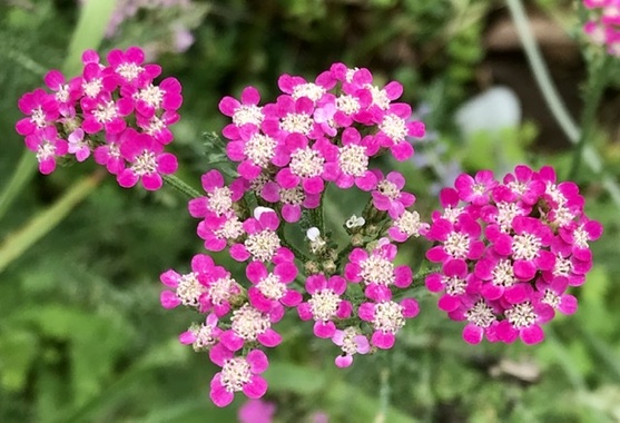 4A790F62-4104-48A9-A8A6-96F08F68D5B2.jpeg