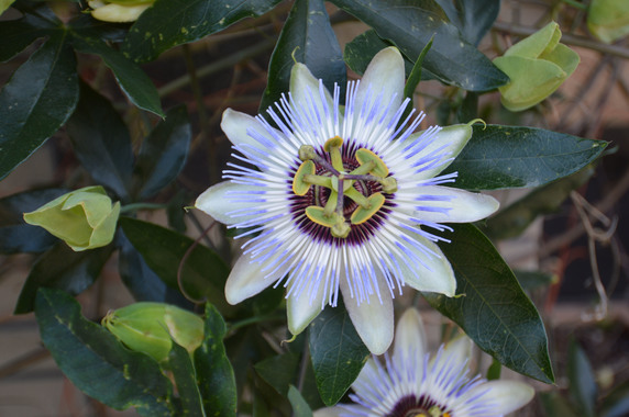 DSC_0296.jpg