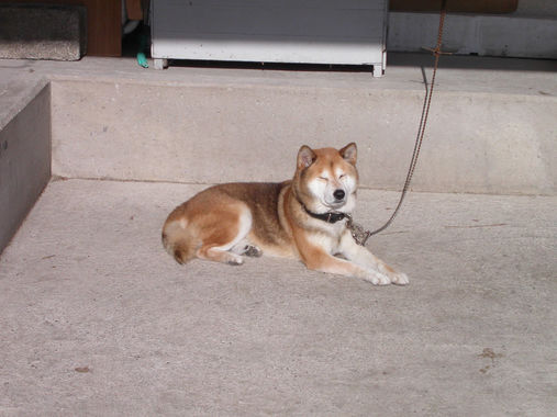 200701_会津若松の犬.JPG