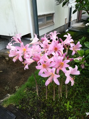 IMG_20200724_121524.jpg
