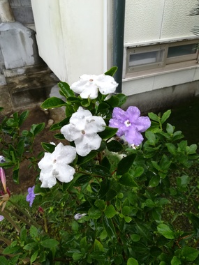 IMG_20200724_121556.jpg