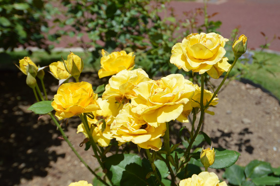 DSC_0220.jpg