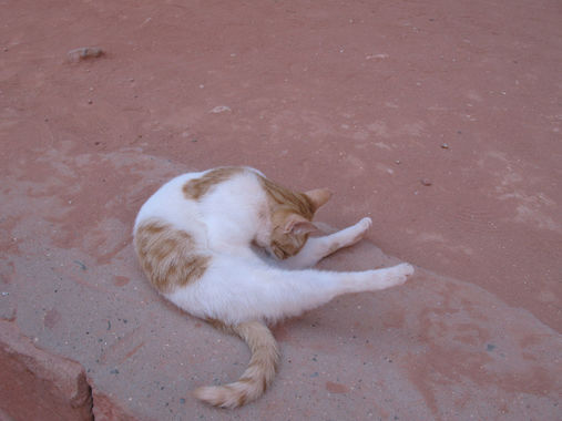 201004_Petra遺跡3猫.JPG