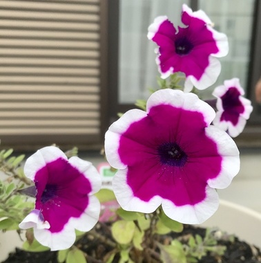 7A4D5516-B68F-4FF9-BDFA-79F2615ADF01.jpeg