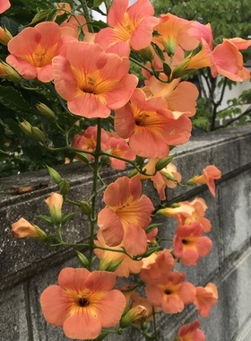 C94CC77D-1AEA-49BB-A7D4-5E0AD8E53ADB.jpeg