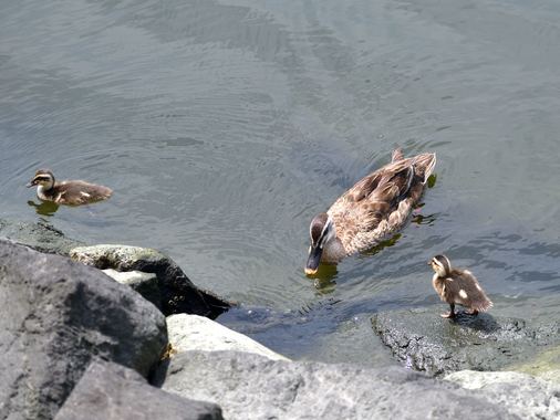第3世代4 お母さん登場_.jpg