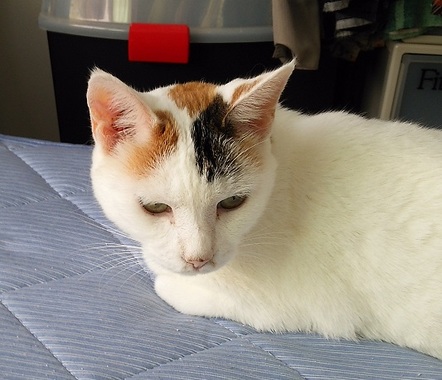 neko0825.jpg