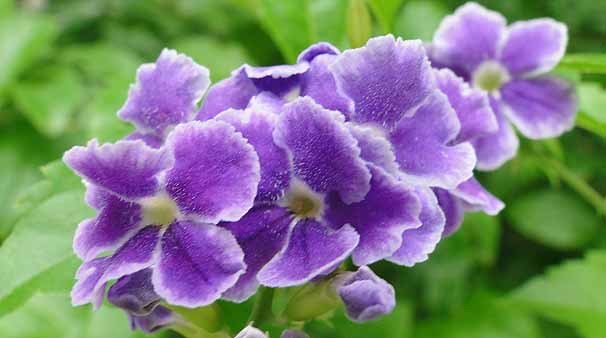 duranta__erecta00.jpg