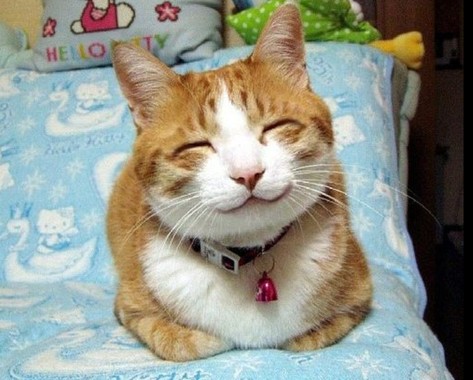 笑顔猫.jpg