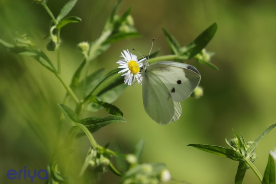 モンシロ01.JPG
