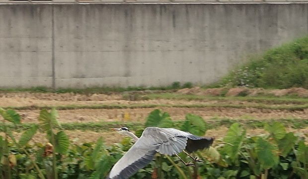 鳥-20201019-3.jpg