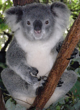 Friendly_Female_Koala.JPG
