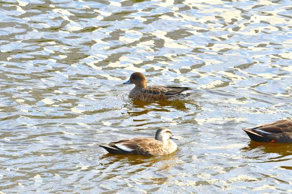 カルガモひどり__01.jpg