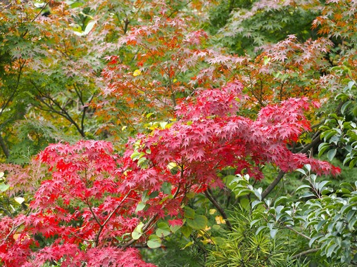 紅葉_(5).jpg