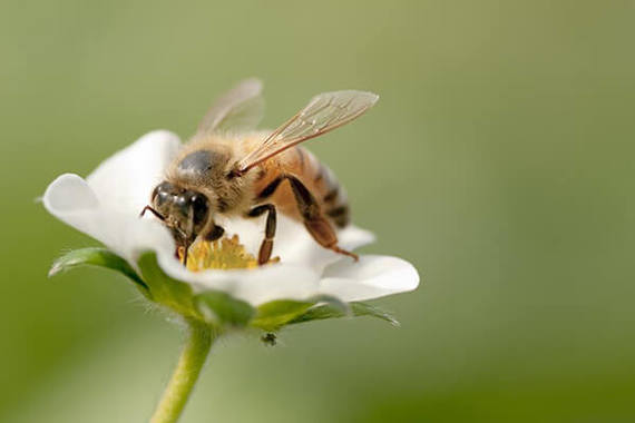 img_pollination.jpg