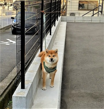 柴犬1.jpg