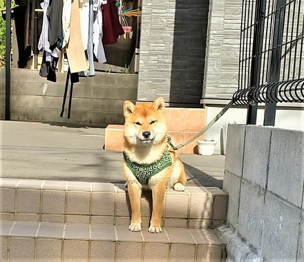 柴犬2.jpg