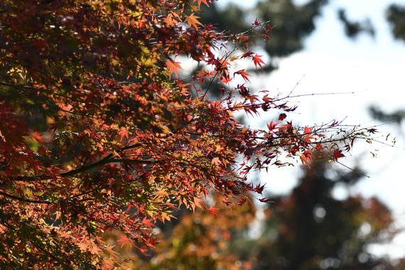 紅葉_.jpg