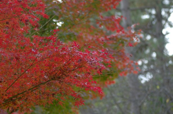 紅葉.jpg