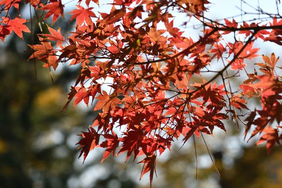 紅葉_.jpg