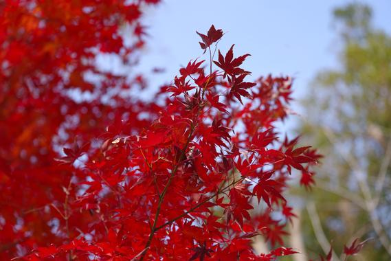紅葉.jpg