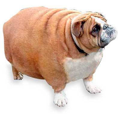 fat_dog.jpg