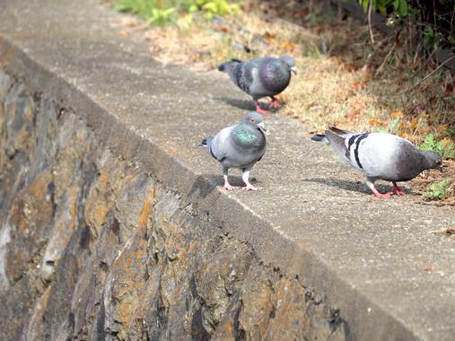 はと_(2).jpg