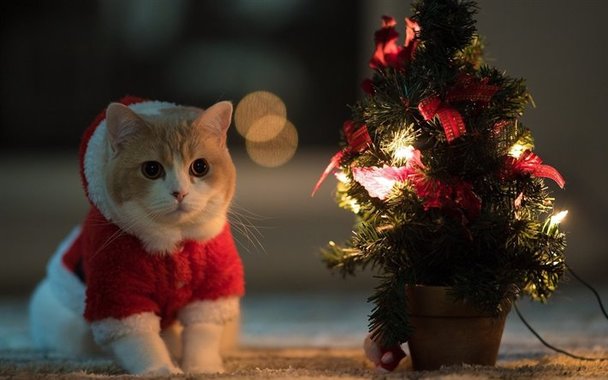 thumb2-british-shorthair-cat-christmas-tree-cat-costume-cute-animals-cats.jpg