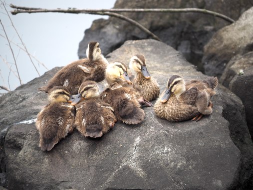 カルガモ親子3.jpg