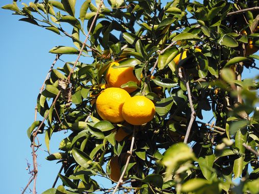 柑橘系.jpg