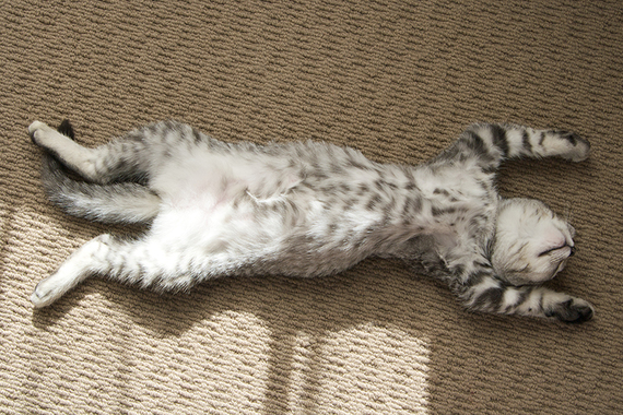supine-cat.jpg
