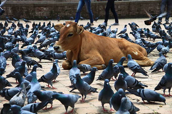 牛と鳩_(2).jpg
