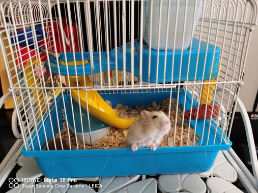 ハムスタぁー 掲示板 マイネ王