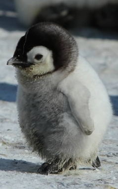 ペンギンのひな(大).jpg