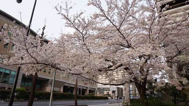 Sakura2019-A2.jpg