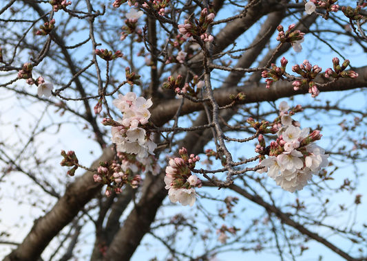 桜-20210322-1.JPG