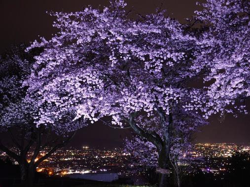 夜桜01.jpg