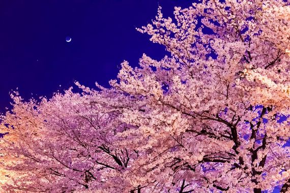 夜桜02.jpg