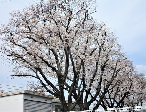 桜定点観測８分咲き.jpg