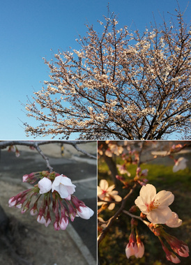 sakura0325.jpg