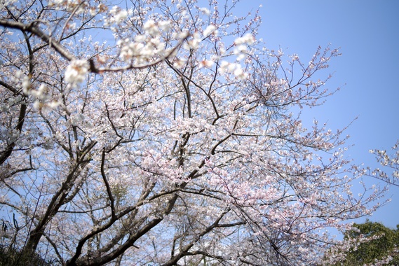 さくら2.jpg