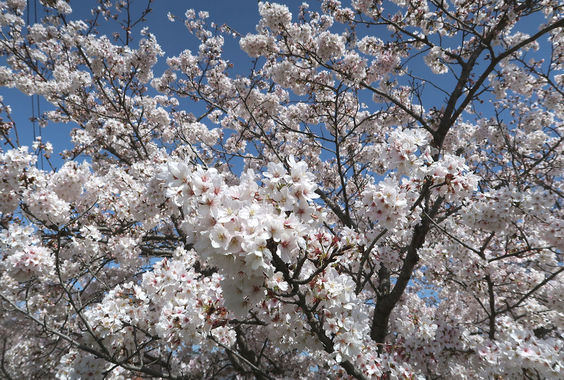 桜-20210331-2小.JPG