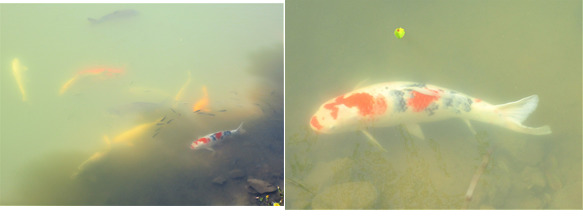 池の鯉.png