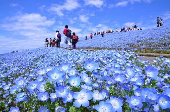 nemophila_08.jpg